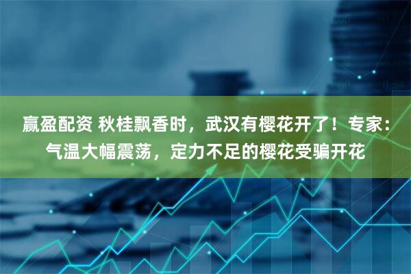 赢盈配资 秋桂飘香时，武汉有樱花开了！专家：气温大幅震荡，定力不足的樱花受骗开花
